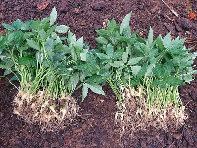 Hợp tác nuôi trồng Sâm Ngọc Linh