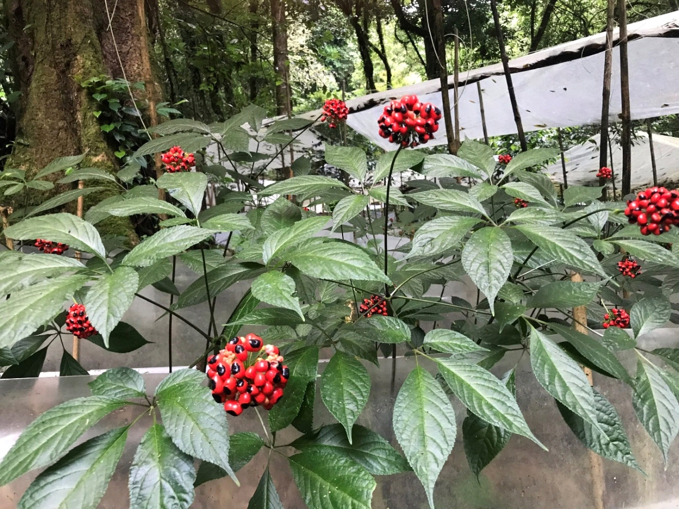 Tinh chất sâm Ngọc Linh trị giá hơn vàng